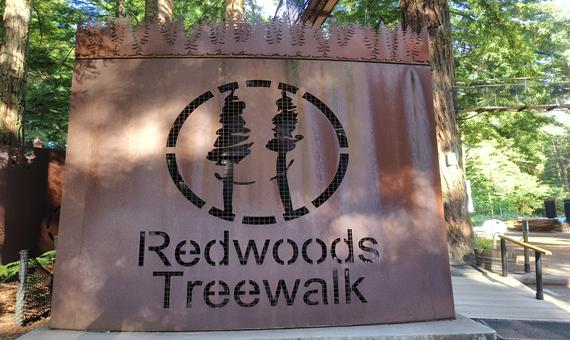 紅木森林公園 The Redwoods Whakarewarewa Forest